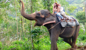 elephant safari 1