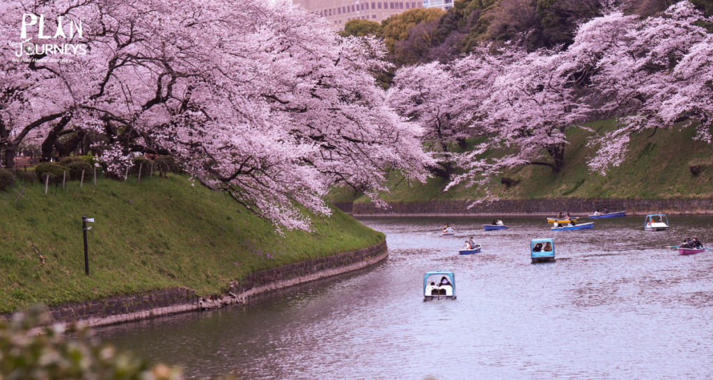  japanese cherry blossom