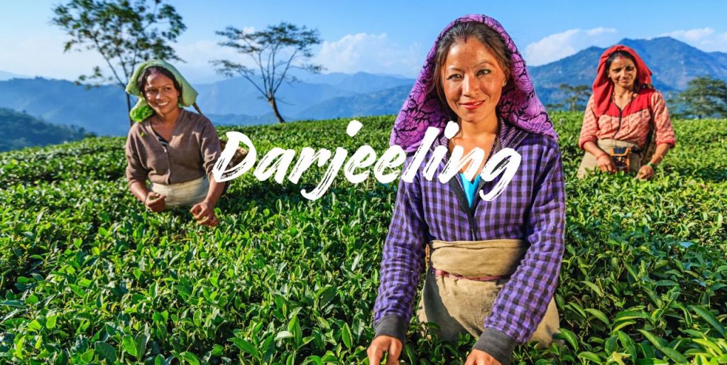 darjeeling